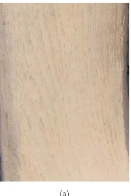Gambar kayu dan struktur anatomi