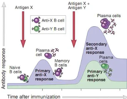 Gambar 3. Respon imun primer dan sekunder sel B (Abbas  et al., 2014). Antigen X dan Y akan menginduksi produksi antibodi yang berbeda, yang merefleksikan spesifisitas antibodi tersebut