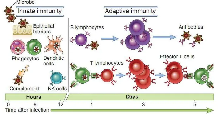 Gambar 1. Mekanisme imunitas bawaan dan imunitas adaptif (Abbas  et al., 2014). Mekanisme imunitas bawaan merupakan pertahanan awal melawan infeksi