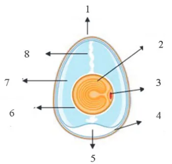Gambar 2.1 Struktur Telur (Budiman, 2010) 