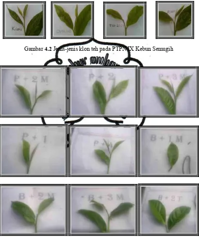 Gambar  4.2 Jenis-jenis klon teh pada PTPN IX Kebun Semugih 