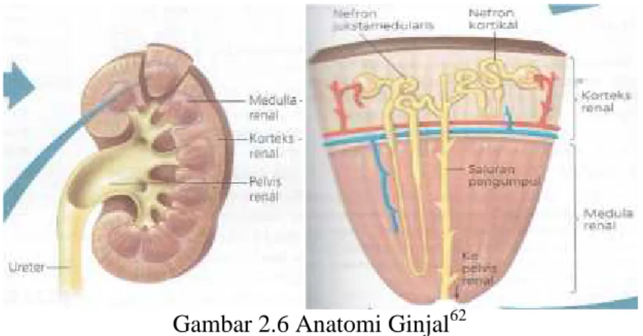 Gambar 2.6 Anatomi Ginjal 62