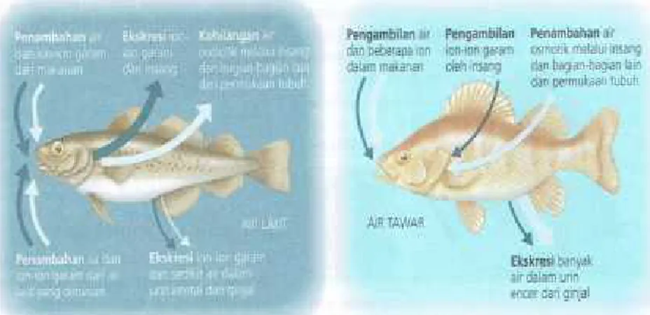 Gambar  2.8 Sistem  Ekskresi  pada  (a) Ikan  Air  Laut  dan  (b)  Ikan  Air Tawar 73