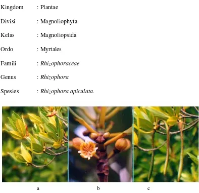 Gambar 2. Daun  R. apiculata (a), Bunga R. apiculata (b), dan propagul  R. apiculata (c) 
