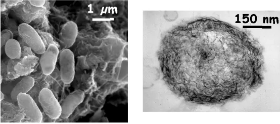 Gambar : Pseudomonas putida 