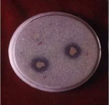 Gambar 2. Bakteri yang unggul melarutkan fosfat http:/ / www.ipard.com 