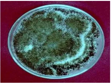 Gambar 2. Endomikoriza                           Gambar 3. Jamur yang unggul melarutkan fosfat                                         yang dapat melarutkan fosfat