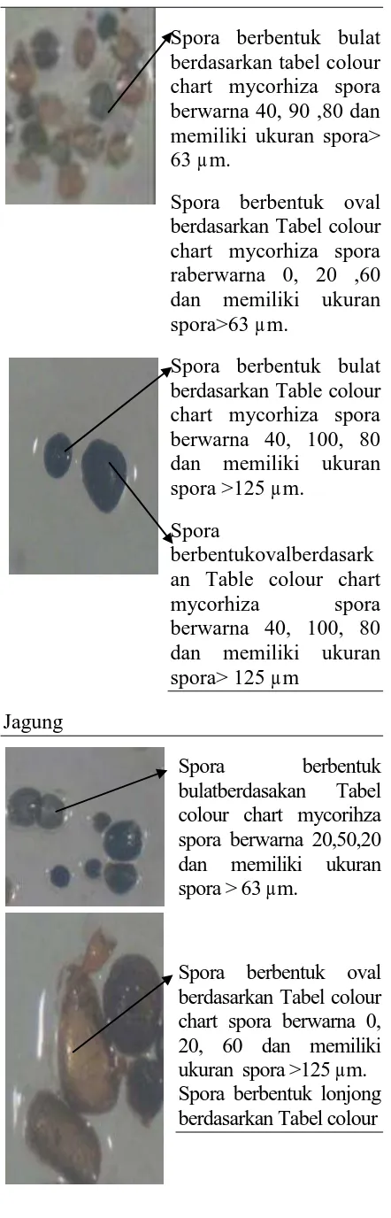 Tabel 1. Krakteristikmorfologi mikoriza ditemukan 