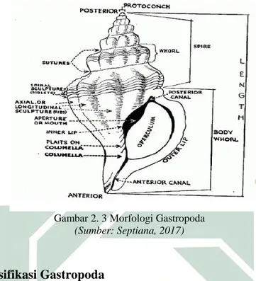 Gambar 2. 3 Morfologi Gastropoda 