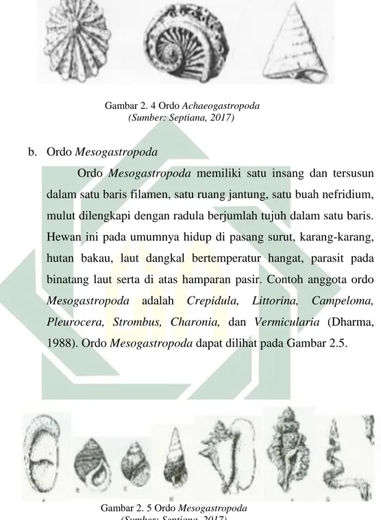 Gambar 2. 5 Ordo Mesogastropoda 