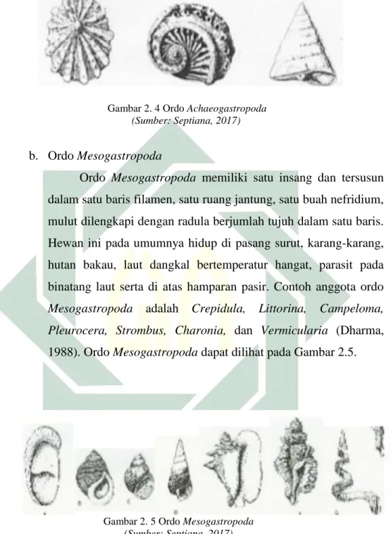 Gambar 2. 5 Ordo Mesogastropoda 