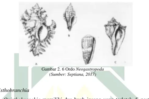 Gambar 2. 6 Ordo Neogastropoda 