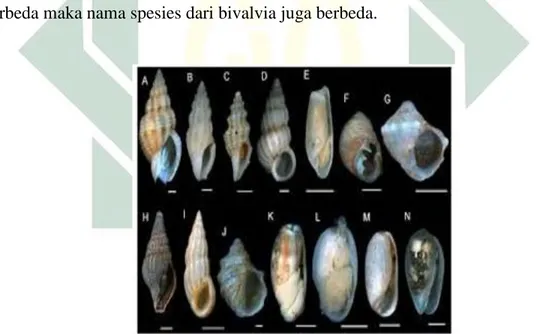 Gambar 2. 9 Bentuk-Bentuk Cangkang Gastropoda 