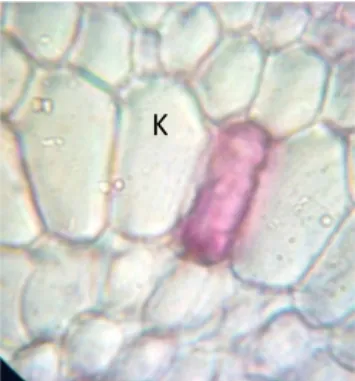 Gambar 4 a. penampang melintang akar bagian  epidermis,b. rambut akar yang berasal dari epidermis  dengan perbesaran 100x10