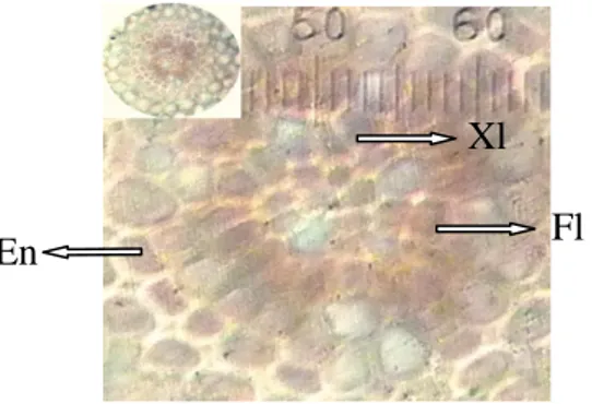 Gambar 7.  Penampang melintang batang S. isoetifolium  bagian epidermis dengan perbesaran 100x10