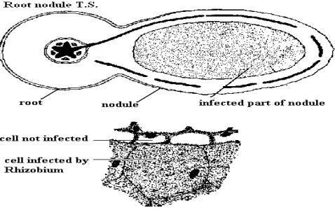 Gambar 5. Akar yang Terinfeksi Rhizobium 