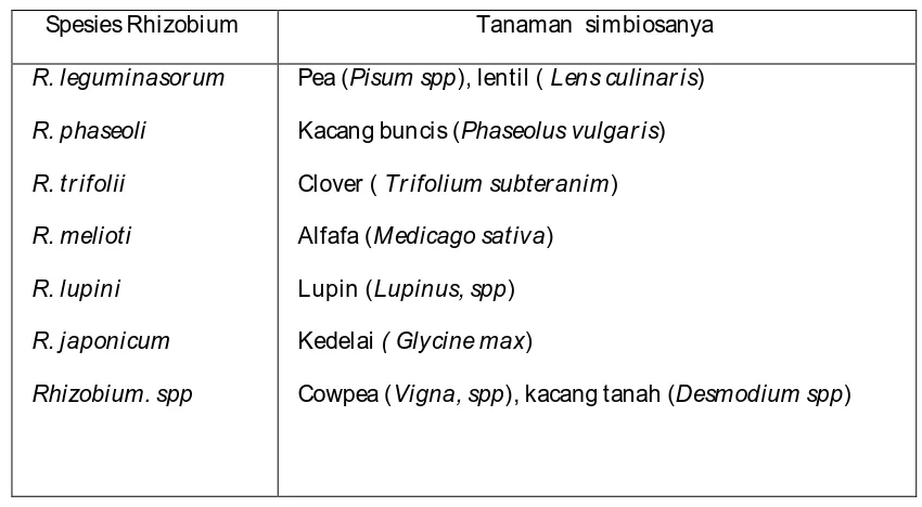 Tabel 1.   Beberapa spesies Rhizobium dan tanaman  simbiosanya 