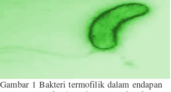 Gambar 1 Bakteri termofilik dalam endapan             