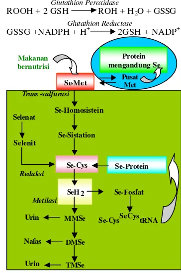 Gambar 3  Metabolisme Se (Suzuki dalam Dumont 2006) 