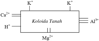 Gambar 4.1. Koloida tanah, memiliki 10 muatan negatif yang diisi oleh 10 kation dari empat unsur 