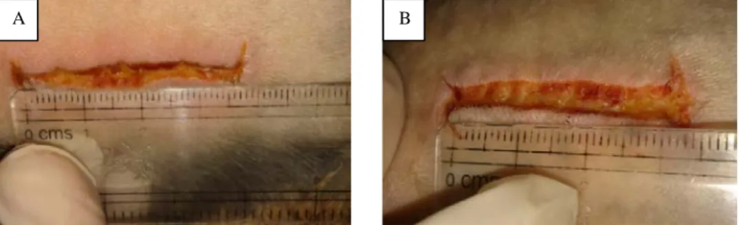Gambar  2. Gambaran makroskopik penyembuhan luka insisi kelinci hari ke-3.  A, Luka dengan perlakuan; B, luka tanpa perlakuan  