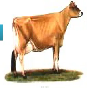 GAMBAR    S API  GAMBAR    S API  