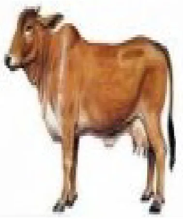 GAMBAR    S API  SAHIWAL