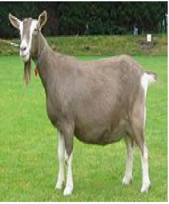 GAMBAR    KAMBING   GAMBAR    KAMBING   