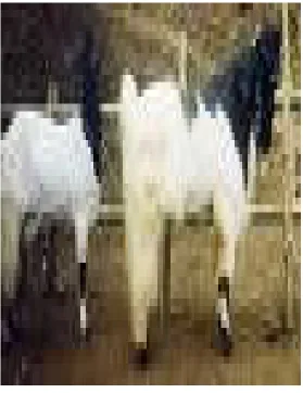 GAMBAR    KAMBING   GAMBAR    KAMBING   