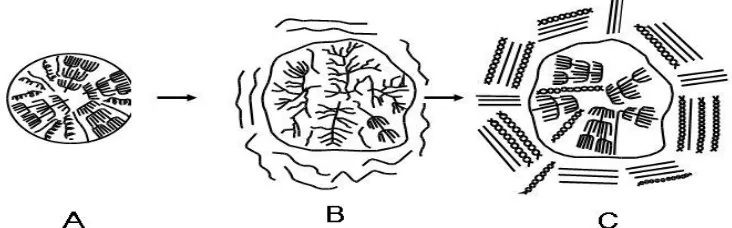 Gambar 2.4 A. Granula Pati, B. Gelatinisasi Pada Pati, C. Retrogradasi Pada Pati 