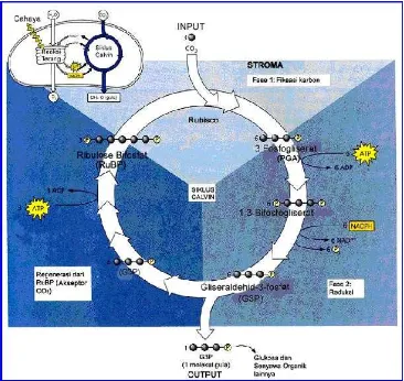Gambar 4.   Diagram Siklus Calvin Sumber : Campbell dan Reece, 2002 :190 