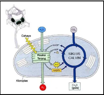 Gambar 5. Diagram Alur Ikhtisar Fotosintesis : Kerj asama antara                    Reaksi Terang dengan Siklus Calvin