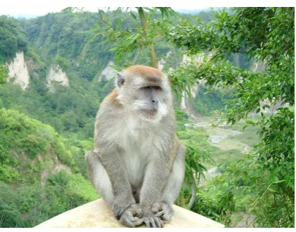 Gambar 6 Monyet Ekor Panjang 