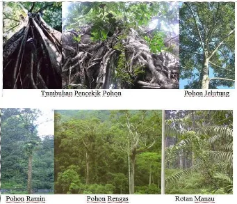 Gambar 15 Jenis pohon di hutan tropis 