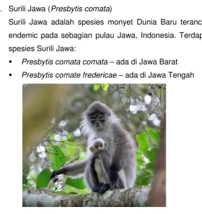 Gambar 4 Surili Jawa 