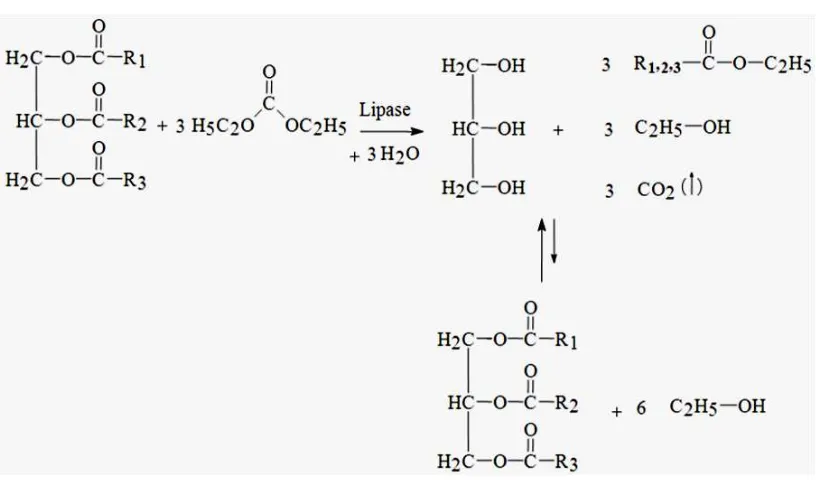 Gambar 2.2 Transesterifikasi enzimatik minyak nabati dengan dimetil karbonat 