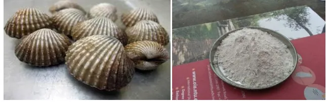 Gambar 2.8 Kulit Kerang Darah (Anadora granosa) 