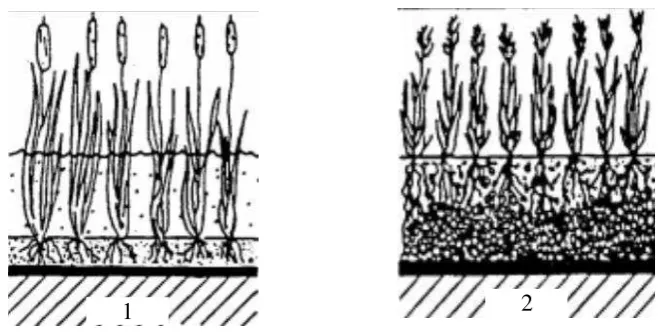 Gambar 2.1 Surface Flow Constructed Wetland (SFCW) Constructed Wetland (SSFCW) (1) dan Subsurface Flow  (2) 