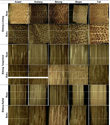 Gambar 2. Ikatan pembuluh pada ruas (a): untaian serat (fiber strands) di arah dalam lebih besar daripada pasangannya di arah tepi; dan pada buku (b): polanya berlawanan 