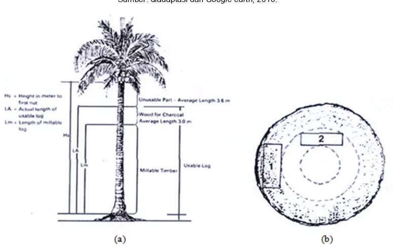 Gambar 2. Potongan bagian batang kelapa untuk pengambilan specimen Sumber: diadaptasi dari Pendidikan Industri Kayu (PIKA), 2010 