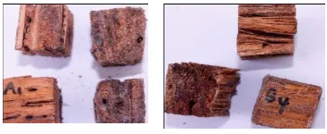 Gambar 5. Keragaan  uji serangan rayap cryptothermes spp  pada pelepah sawit (A), papan zephyr tanpa lapisan finishing (B) dan papan zephyr dengan lapisan finishing (C) 
