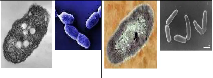 Gambar 5. Contoh genus bakteri yang ada dalam tanah, Azotobacter (kiri) dan Arthrobacter (kanan)   
