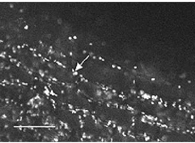 Gambar 7. Hasil penapisan (screening) laser mikrograph dari akar kanola yang baru 5 hari dikolonisasi oleh Pseudomonas putida strain 6-8, ditandai dengan protein fluoresens hijau (ditunjukkan oleh arah panah)