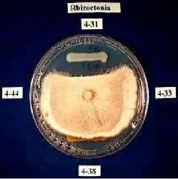 Gambar 8. Contoh kajian in vitro terhadap penghambatan (inhibisi) pertumbuhan fungi. Isolat bakteri yang berbeda diuji kemampuan inhibisinya terhadap pertumbuhan penyakit tular tanah pada tanaman legum