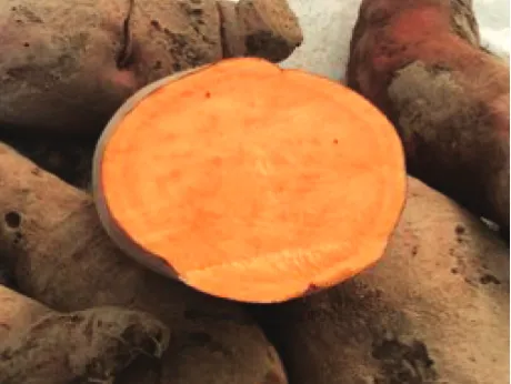 Figure 1. Ipomoea batatas L