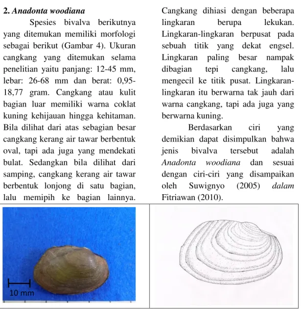 Gambar 4. Anadonta woodiana 