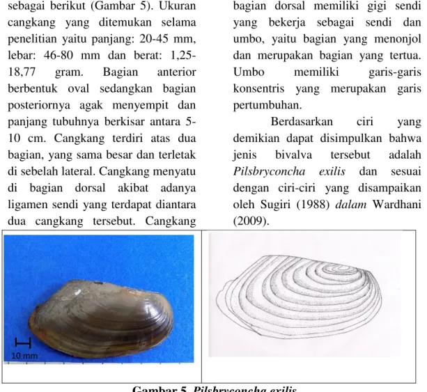 Gambar 5. Pilsbryconcha exilis 