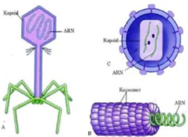 Gambar 2.3  Susunan Virus (Sumber Sylvia,   T, 2008) 