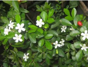 Gambar 2.1 Kemuning (Murraya paniculata L.) 