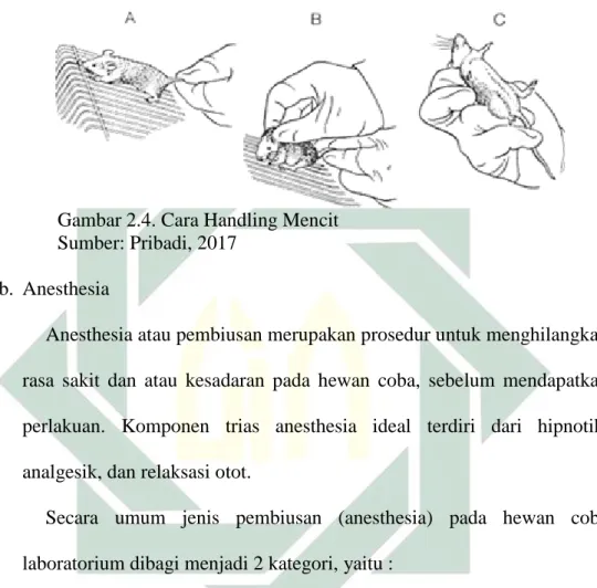 Gambar 2.4. Cara Handling Mencit   Sumber: Pribadi, 2017 